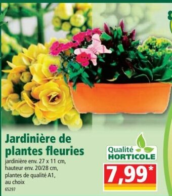 Norma Jardinière de Plantes Fleuries offre