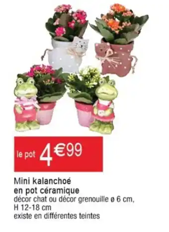 Cora x Carrefour Mini Kalanchoé en pot Céramique offre