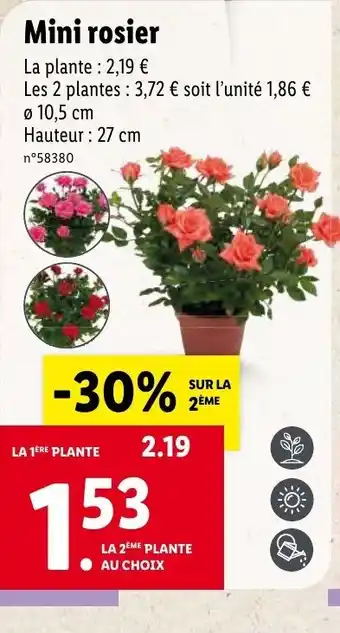Lidl Mini rosier offre