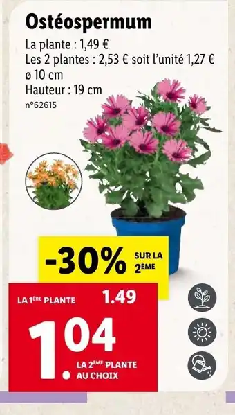 Lidl Ostéospermum offre
