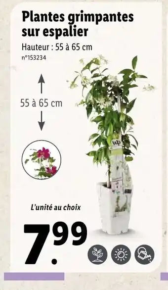 Lidl Plantes grimpantes sur espalier offre