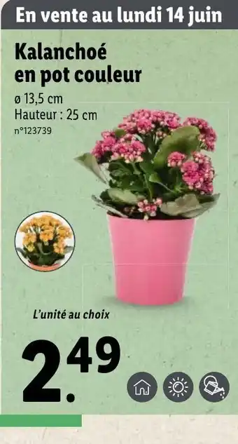 Lidl Kalanchoé en pot couleur offre