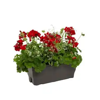 Truffaut Jardinière de géranium + euphorbe offre