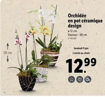 Lidl Orchidée en pot céramique design offre