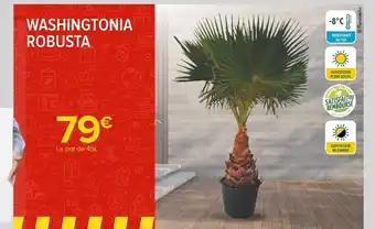 Carrefour Washingtonia Robusta offre