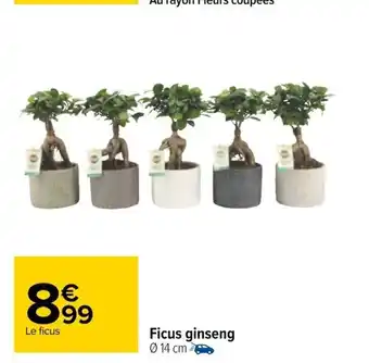 Ficus Ginseng