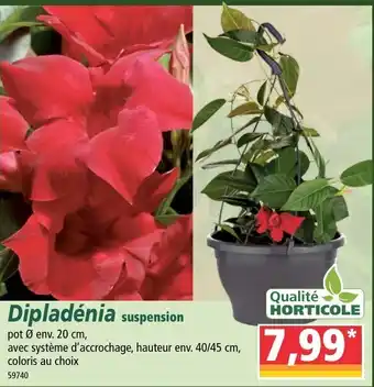 Norma Dipladénia suspension offre