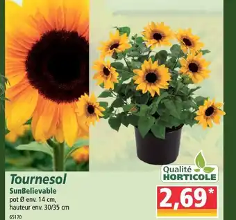 Norma Tournesol offre