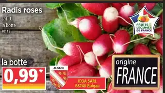 Norma Radis roses offre