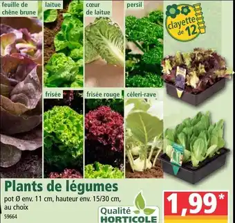 Norma Plants De Légumes offre