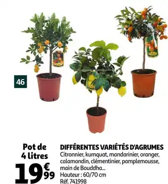 Différentes variétés d'agrumes