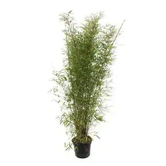 Truffaut Bambou non traçant offre