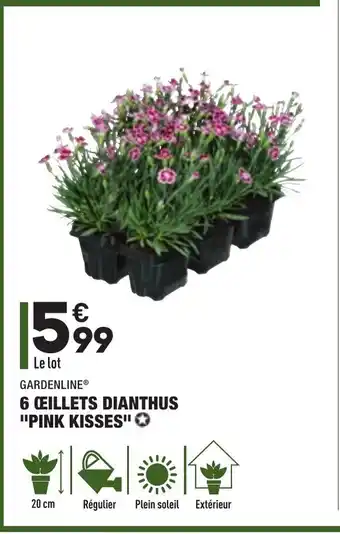 ALDI 6 Œillet Dianthus Pink Kisses offre