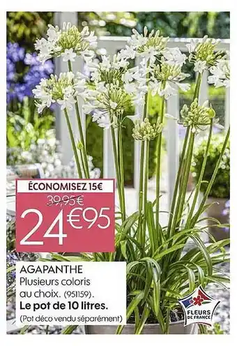Truffaut Agapanthe offre