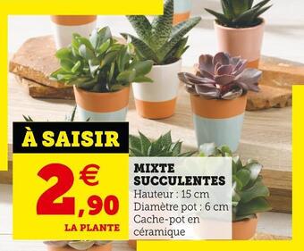 Super U Mixte succulentes offre