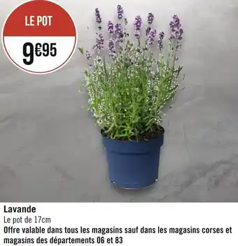 Lavande
