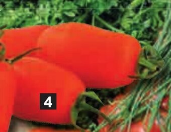 Bi1 Tomate allongée offre