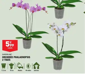 ALDI GARDENLINE orchidée phalaenopsis 2 tiges offre