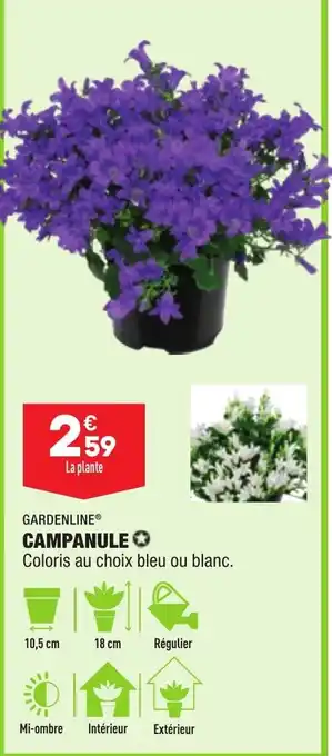 ALDI GARDENLINE campanule offre