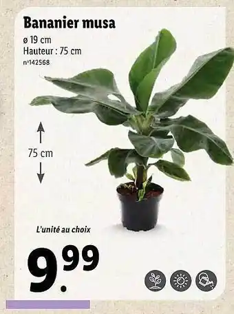 Lidl Bananier Musa offre