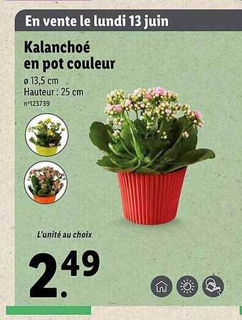 Lidl Kalanchoé En Pot Couleur offre