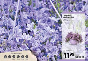 Campanule En Suspension