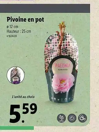 Lidl Pivoine En Pot offre