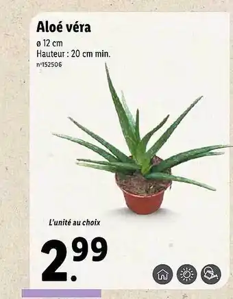 Lidl Aloé Véra offre