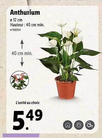 Lidl Anthurium offre