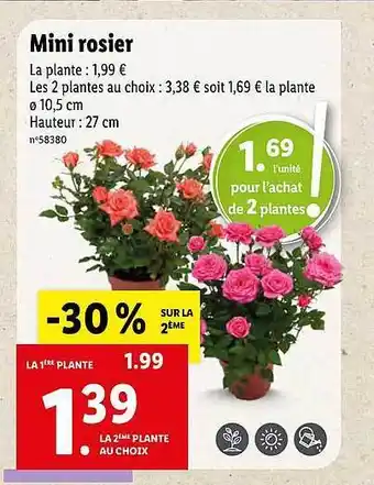 Lidl Mini Rosier offre