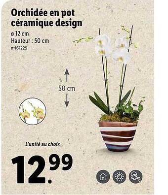Lidl Orchidée En Pot Céramique Design offre