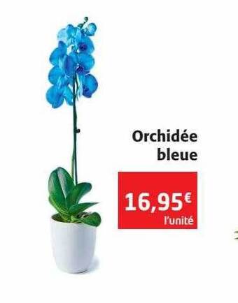 Colruyt Orchidée Bleue offre