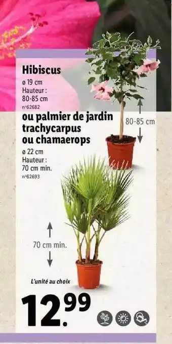Lidl Hibiscus Ou Palmier De Jardin Trachycarpus Ou Chamaerops offre