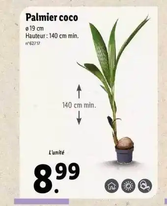 Lidl Palmier Coco offre