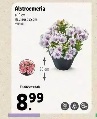 Alstroemeria