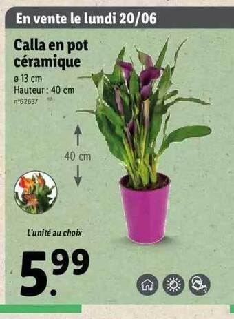 Lidl Calla En Pot Céramique offre