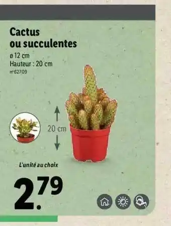 Lidl Cactus Ou Succulentes offre