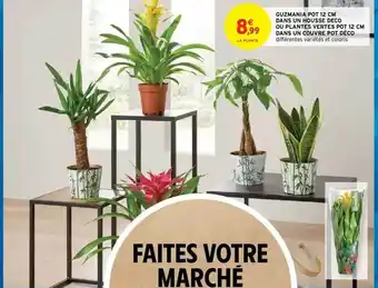 Guzmania Pot 12 Cm Dans Un Housse Déco Ou Plantes Vertes Pot 12 Cm Dans Un Couvre Pot Déco