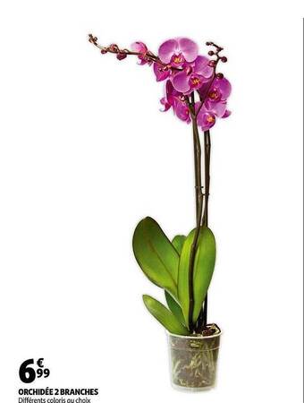 Auchan Orchidée 2 Branches offre