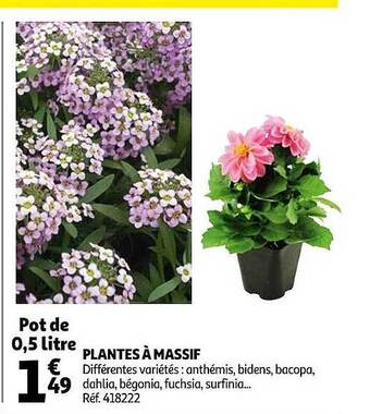 Auchan Plantes à Massif offre