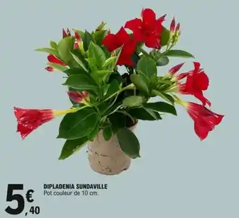 E.Leclerc Dipladenia sundaville offre