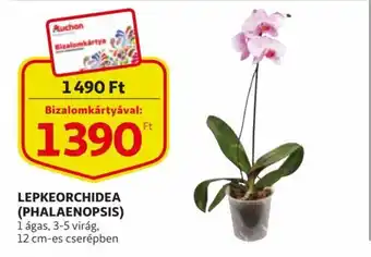 Auchan LEPKEORCHIDEA (PHALAENOPSIS) 1 ágas, 3-5 virág, 12 cm-es cserépben ajánlat