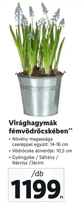 Lidl Virághagymák fémvödröcskében ajánlat
