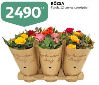 Auchan Rózsa 12 cm-es ajánlat
