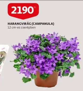 Harangvirág (campanula) 12 cm