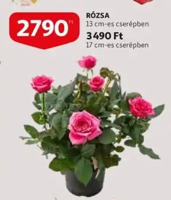 Rózsa 13cm