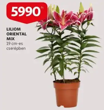 Auchan Liliom oriental mix 19cm ajánlat