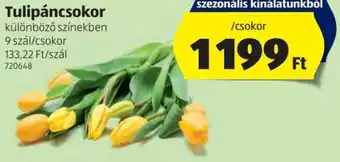 ALDI Tulipáncsokor 1 csokor ajánlat