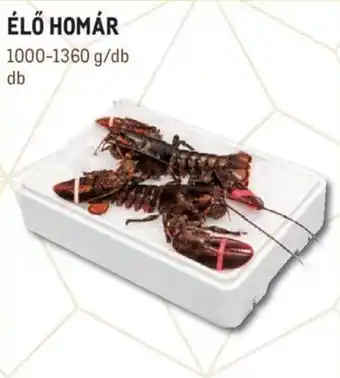 Metro Élő homár 1000 - 1360 g ajánlat