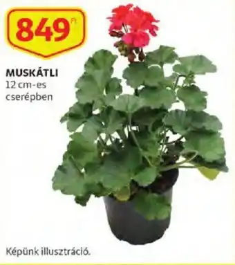 Auchan Muskátli 1 db ajánlat